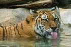 USA, Utah. Hogle Zoo, captive Siberian tiger drinking in pool. Art Print